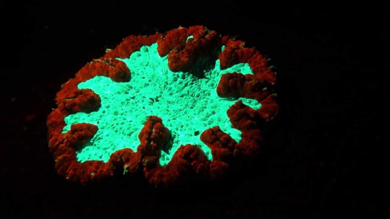Fluorescent World