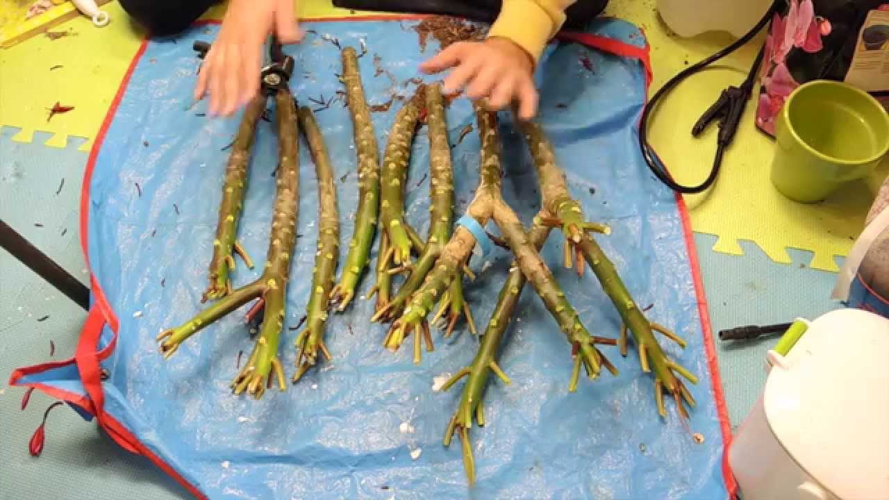 Overwintering Plumeria seedlings and Preparing cuttings
