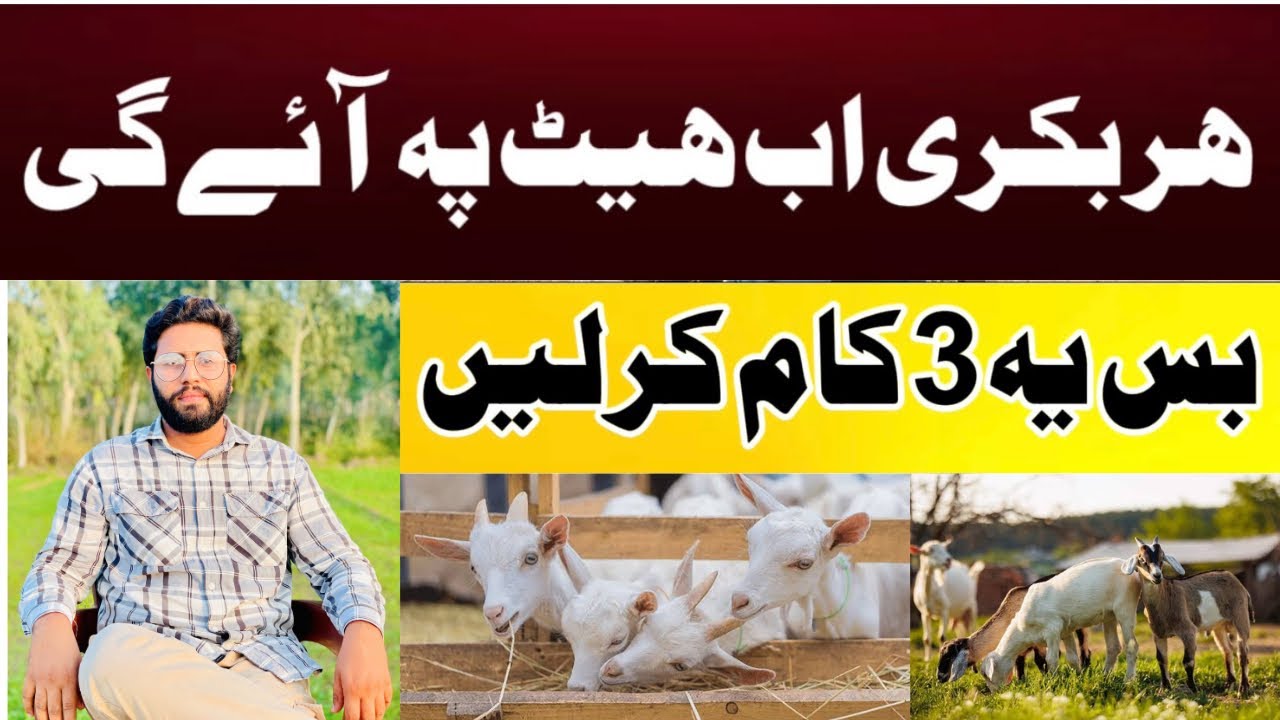 Bakri ko Jald Heat py Lany ka Tareeka || Goat Farming Tips || Dr Noman Ali
