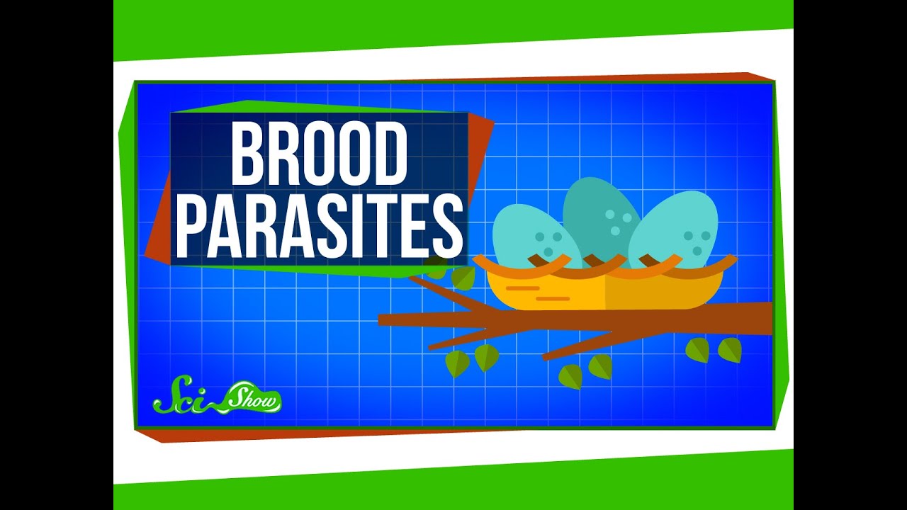 Brood Parasites