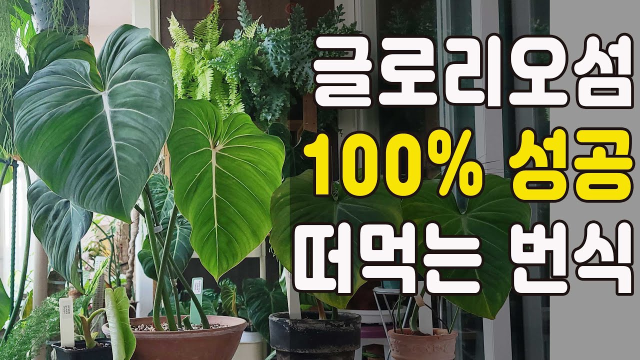 왕초보도 가능한 글로리오섬 번식 방법, 삽수  분갈이 후 완벽 적응 모습까지! 궁금한거 다 풀어드려요!