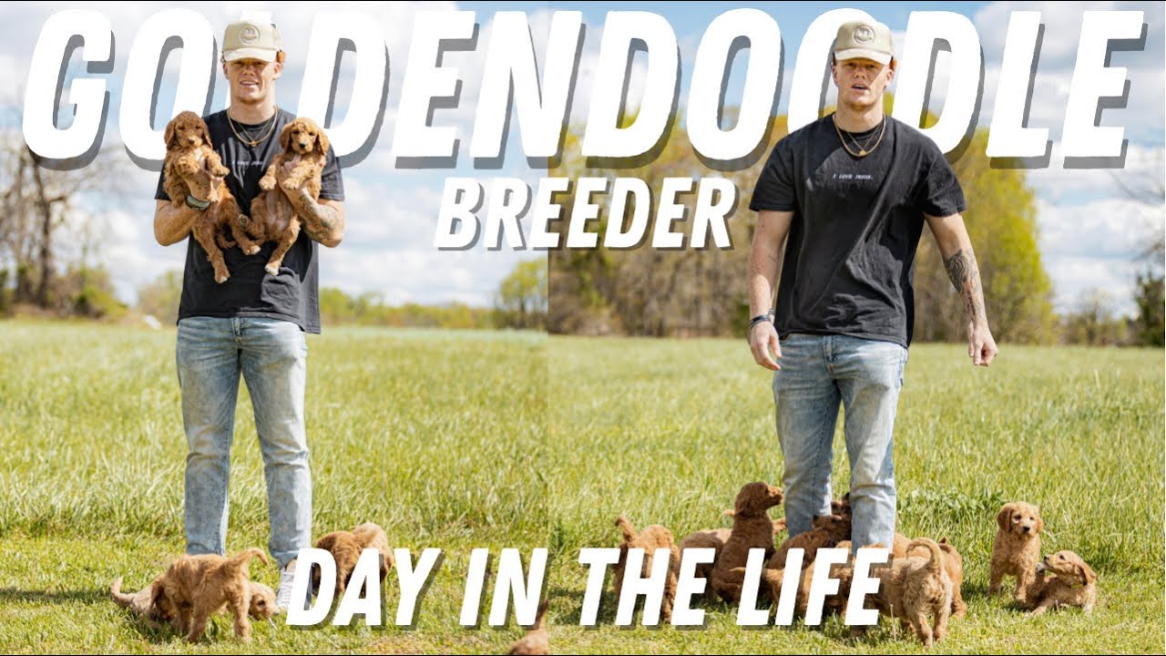 Goldendoodle Breeder | Day In The Life