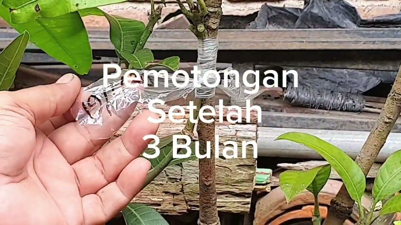 Cara Perbanyak  varitas Tanaman Dalam Satu Pohon