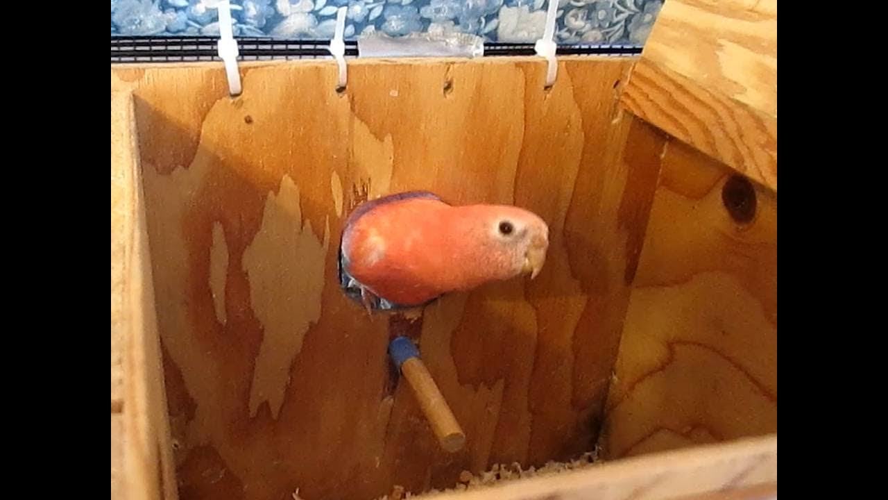 Excited Bourke's and Splendid Parakeets! Nest Boxes are Installed for Spring, 2020