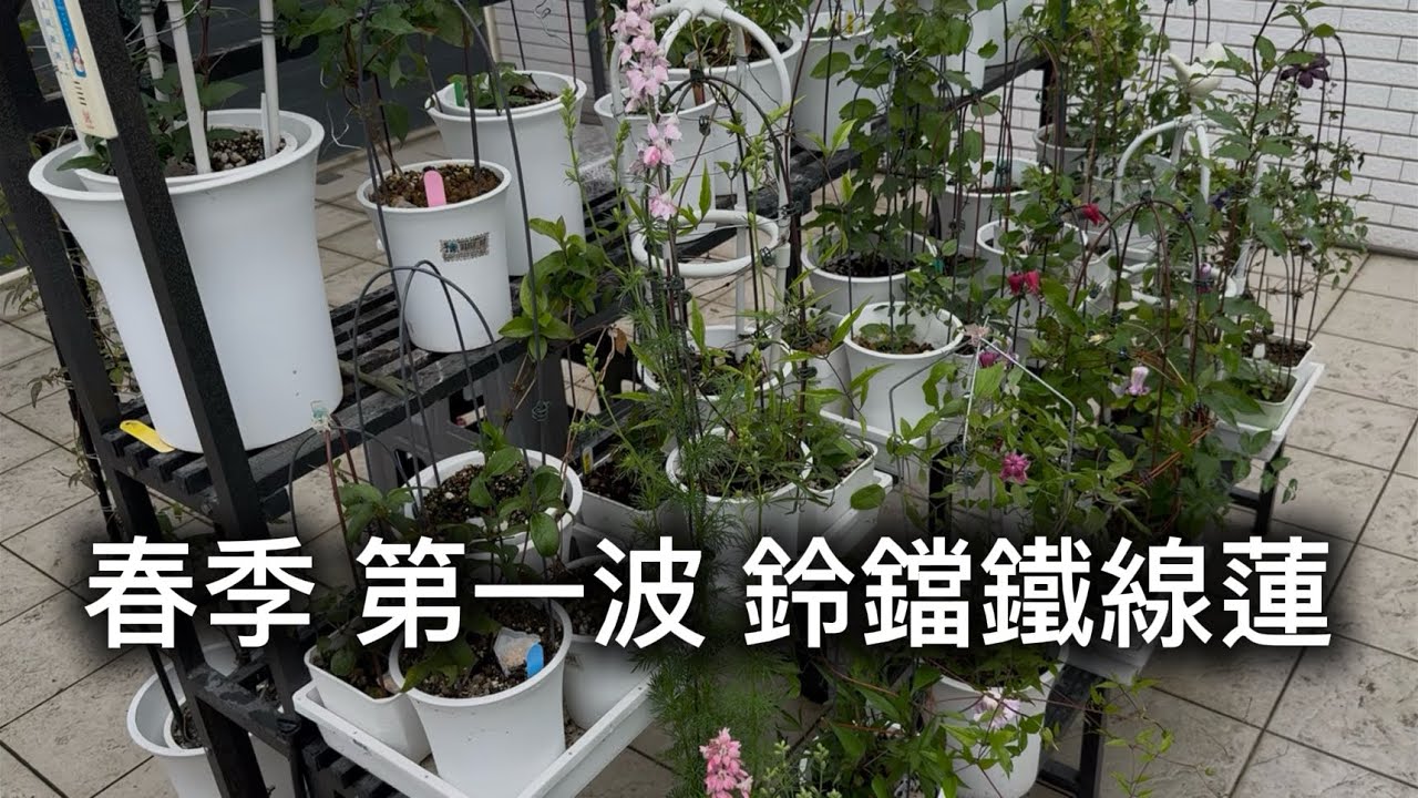 2026/2/28 第一波鈴鐺花開