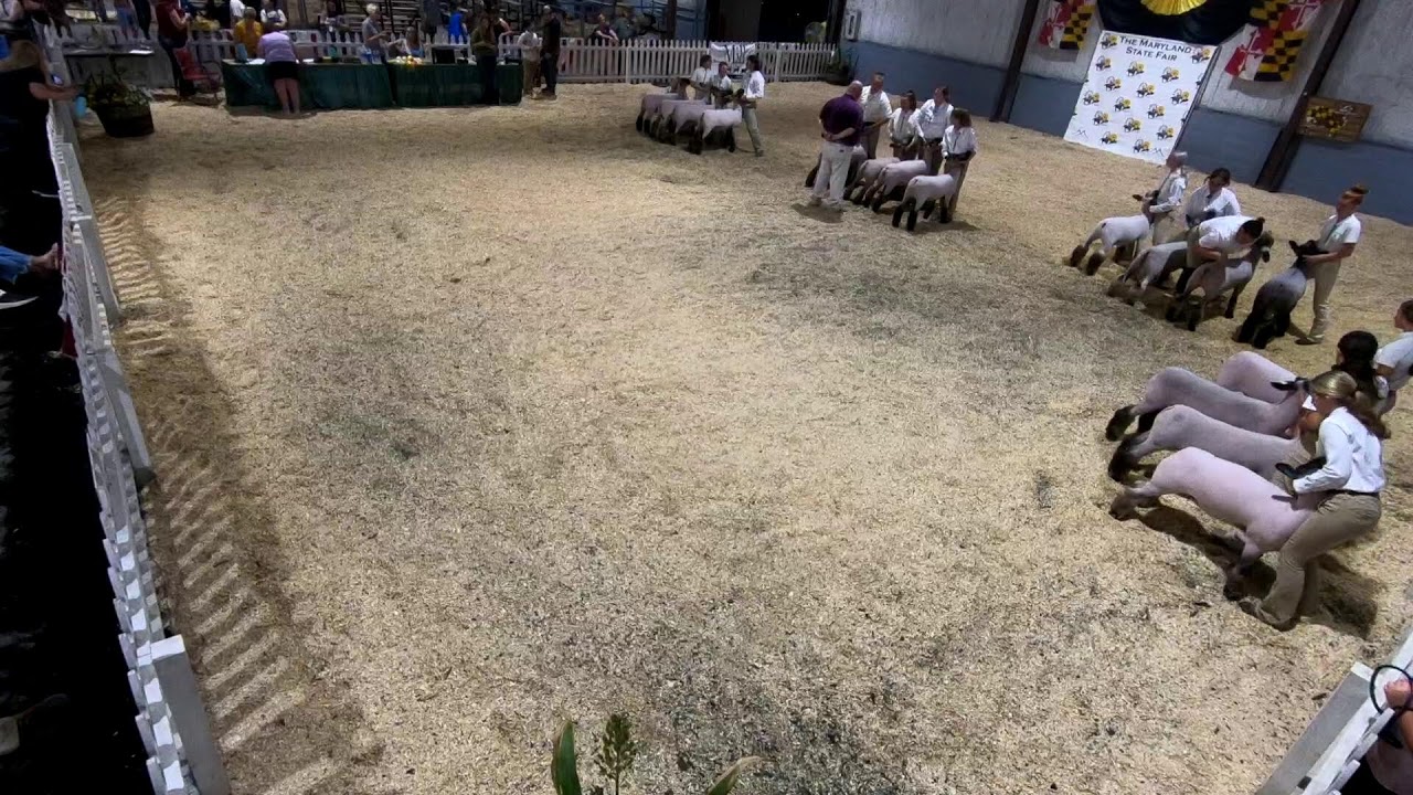 4-H/FFA Market Lamb Show