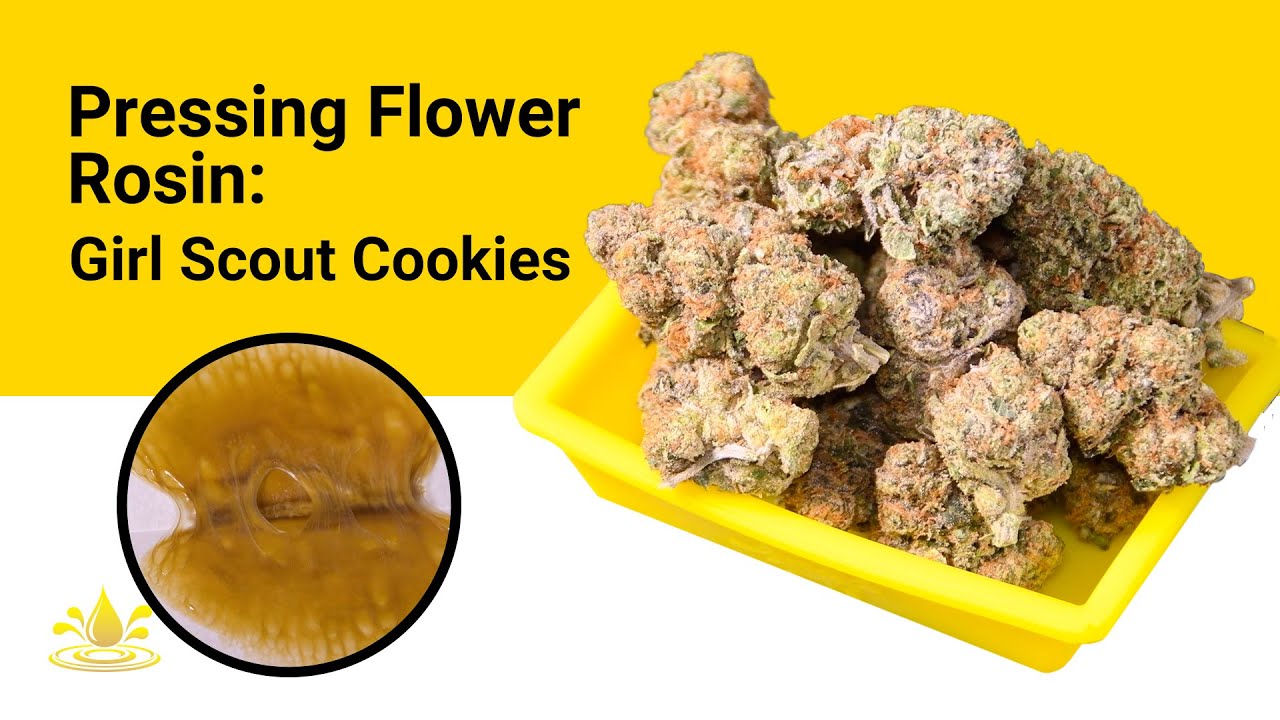 Pressing Flower Rosin: Girl Scout Cookies