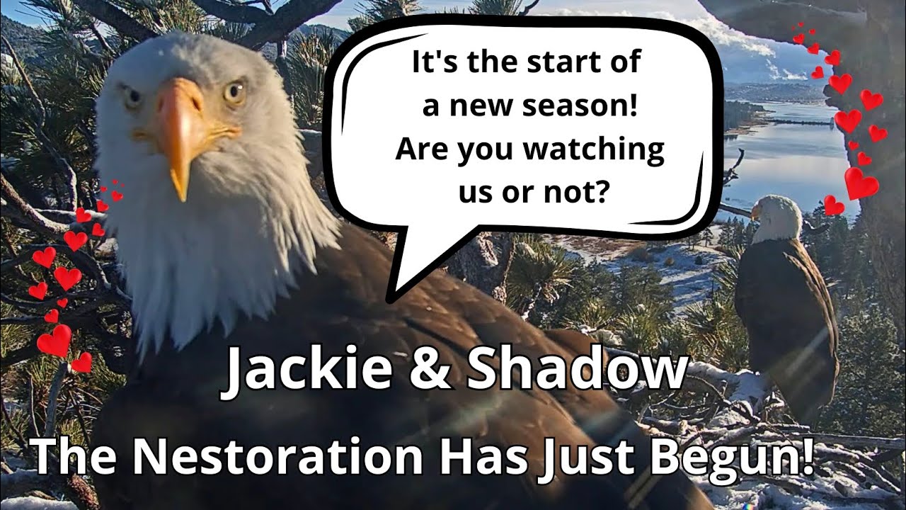 Jackie🦅 & Shadow🦅 in the Snowy Comedy with Sticks🥢& Feathers🪶😂