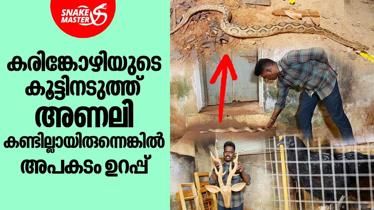 കരിങ്കോഴിയുടെ കൂട്ടിനടുത്ത് അണലി, കണ്ടില്ലായിരുന്നെങ്കിൽ അപകടം ഉറപ്പ് | Snakemaster EP 925