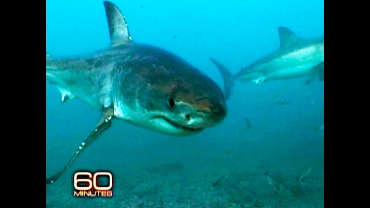 The Sharkman