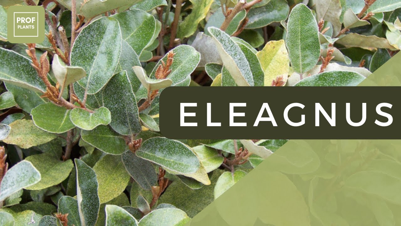 LES SECRETS DE L'ELEAGNUS : L’ARBUSTE INDISPENSABLE POUR VOTRE JARDIN