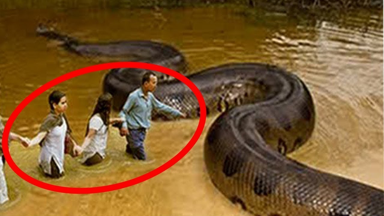 TOP 20 PHOTO REAL GIANT ANIMALS THAT EXIST ON OUR PLANET