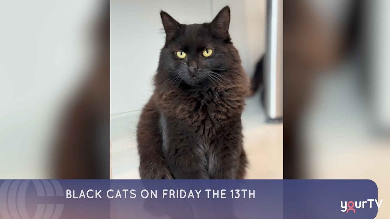 Black Cats on Friday the 13th!