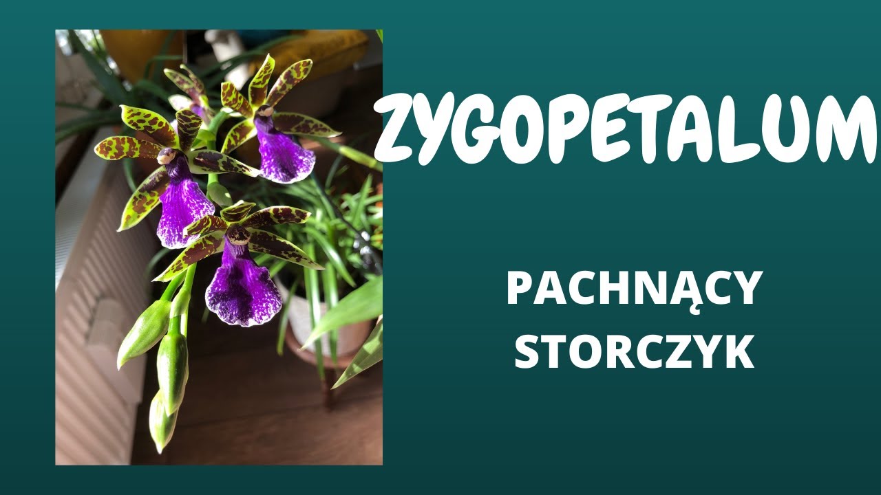 Zygopetalum (Cambria) Pachnący storczyk.
