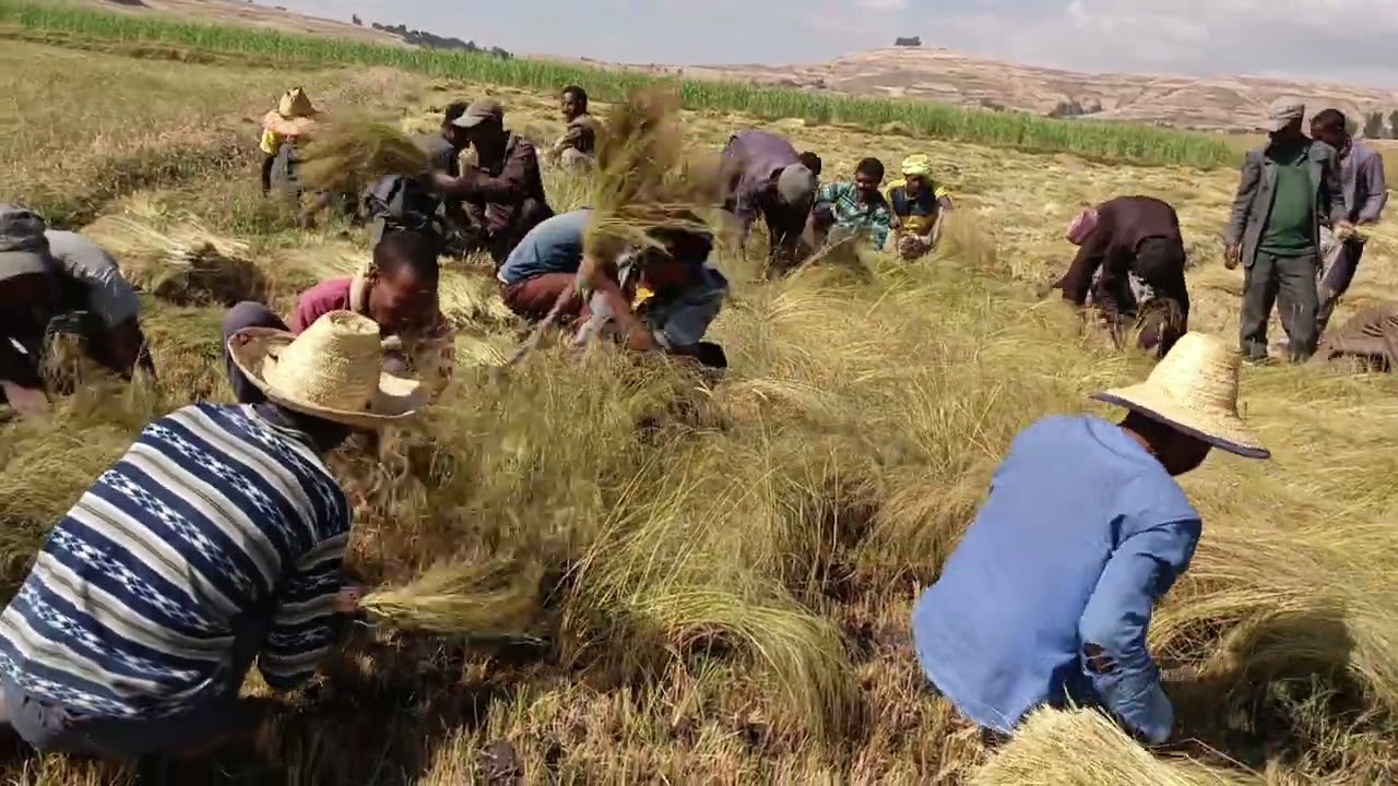በደባይ ጥላት ግን ወረዳ አስንዳቦ ቀበሌ የሰብል ስብሰባ