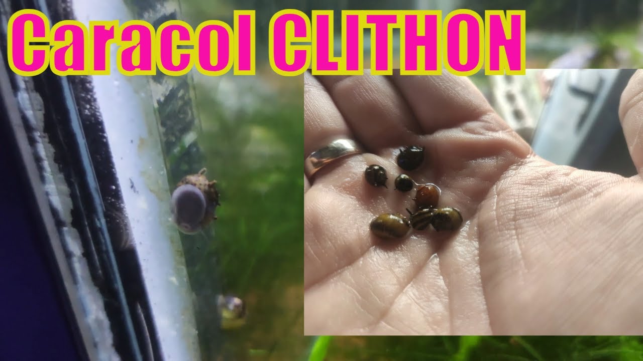 Caracol Clithon