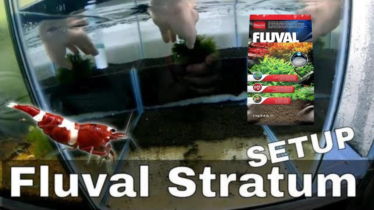 How To Set Up A Bee Shrimp Tank With Fluval Stratum