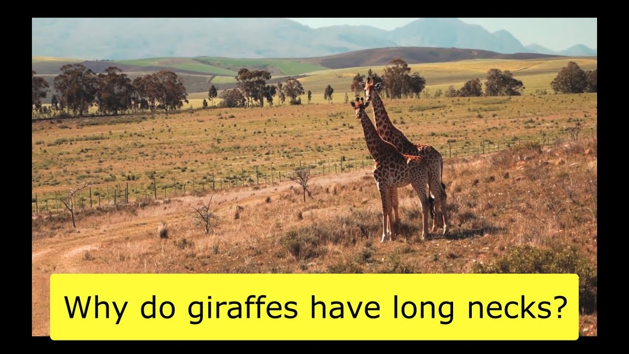Why do giraffes have long necks?