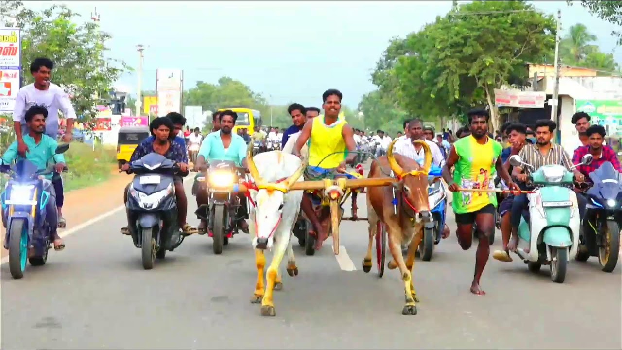சிவகங்கை மாவட்டம் காளையார்கோவில் சின்னமாடு 1 நேரலை