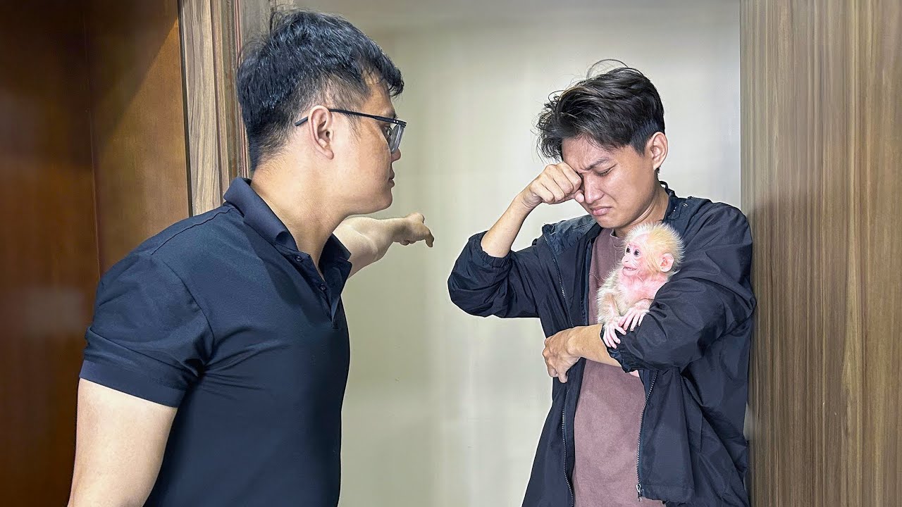 Dad's brother is angry when Monkey Baby Molly return to the house again