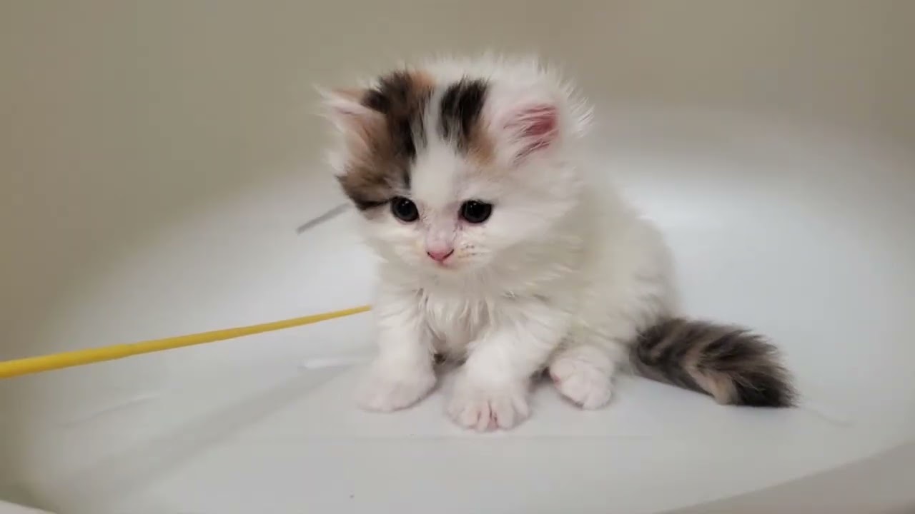11月16日生まれのミヌエット