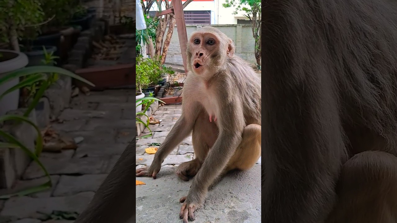 monkey crying | monkey voice #shorts