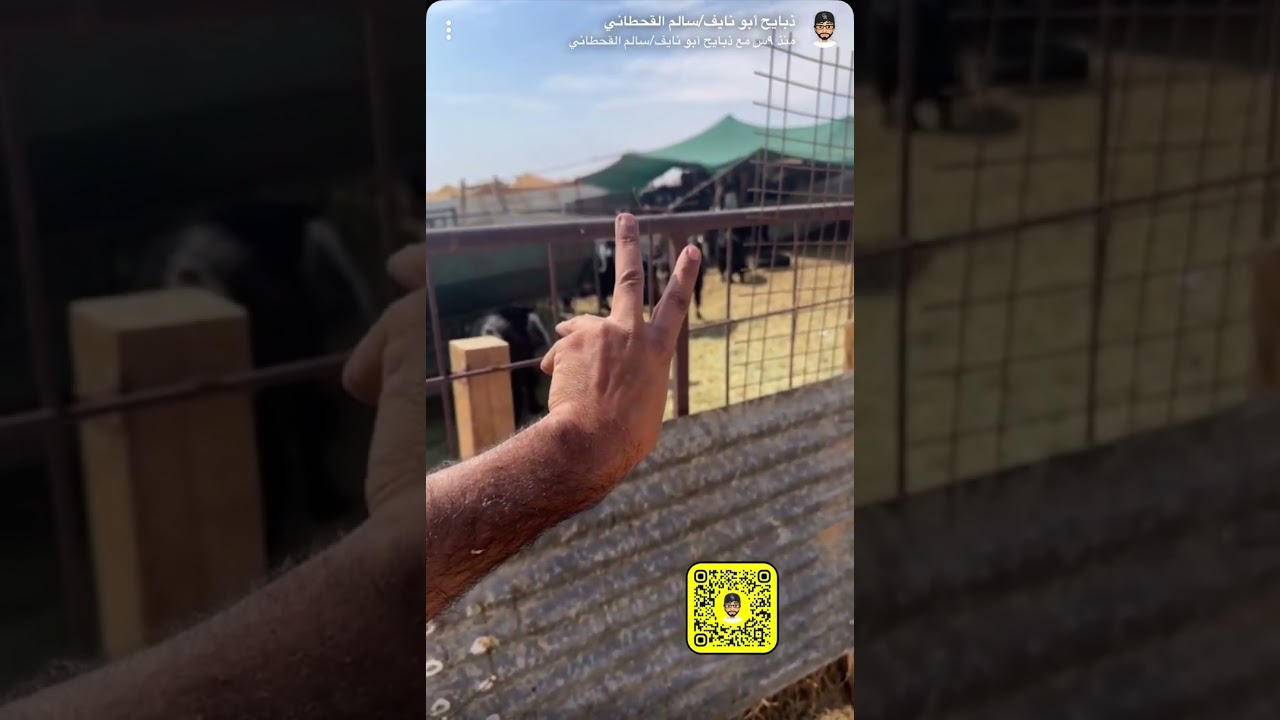 وصول نسبة المتاومه في فصيلة الماعز أكثر من 100% بفضل الله