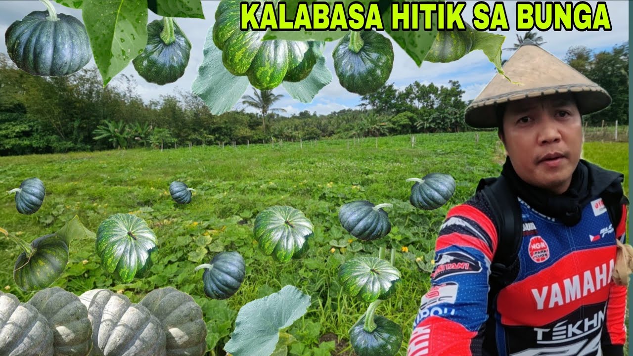 Kalabasa hitik na hitik sa bunga biyaya sa Pamilya...Ang dami sa gitna bunga
