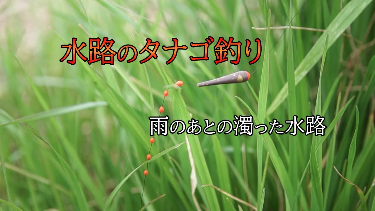 濁った水路のタナゴ釣り 【霞ヶ浦の小物釣り】 かんたんタナゴ釣り仕掛け