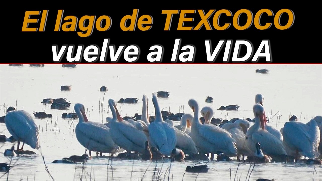 Este video no le va a gustar a Pena Nieto, al ver en lo que se convirtió su mega obra de Aeropuerto