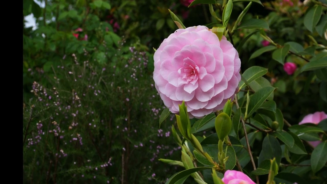 Jardins privés en Bretagne : Au Printemps à Creac'h Rhu .13 Février 2023
