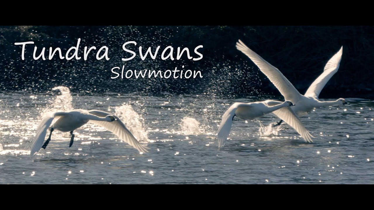 ハクチョウの飛翔（スローモーション） | 埼玉県「川島町白鳥飛来地」越辺川 Tundra Swans take off slow motion