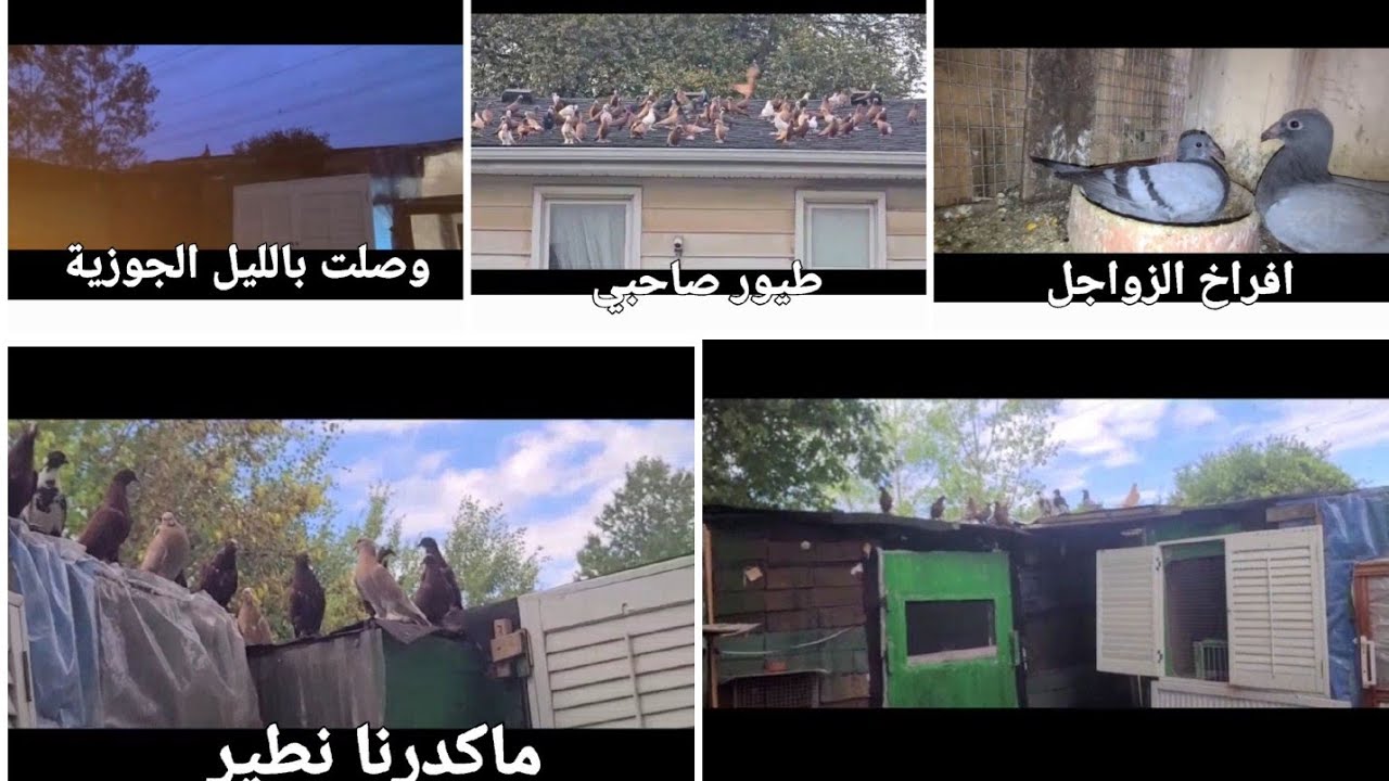 ماكدرنا نطير صعبة. 😘 والصكر اخذ 2 😢 ومشاكل بعد  تفرج ولاتدير بال هههه
