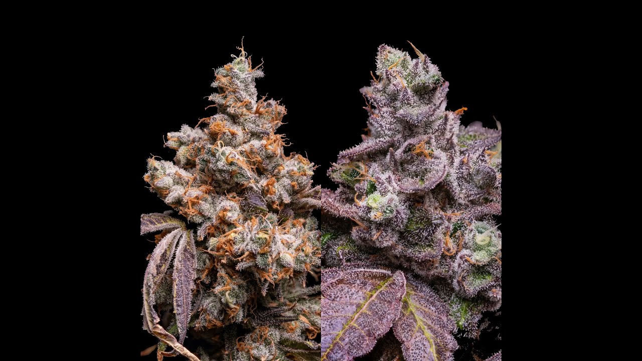 Educational documentary: Harvesting a Thick Colorful Canopy