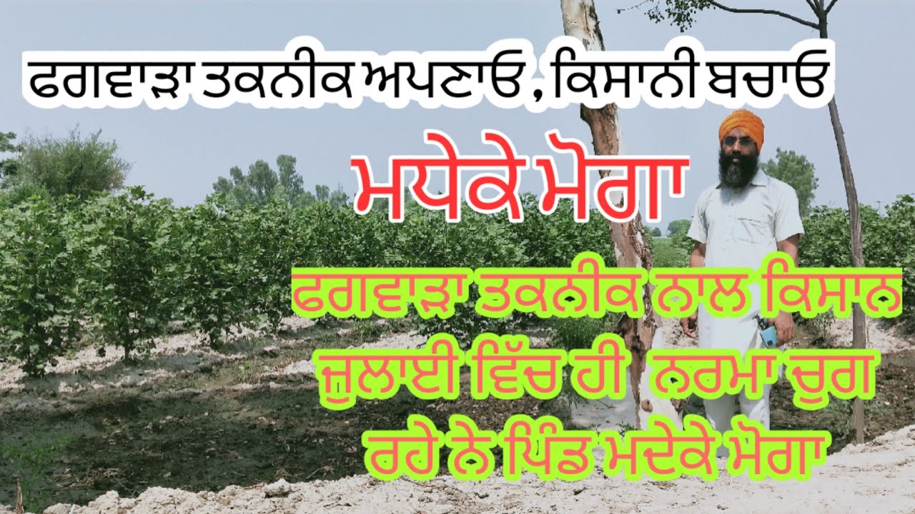 ਫਗਵਾੜਾ ਤਕਨੀਕ ਅਪਣਾਓ ਕਿਸਾਨੀ ਬਚਾਓ। ਜੂਨ ਵਿੱਚ ਨਰਮੇ ਦੀ ਇੱਕ ਤੁੜਾਈ ਹੋਗੀ। Panjaab Paidavar। Sukhi Shergill