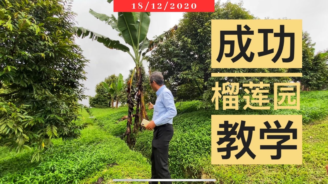 与榴莲专家巡园学习,绝对不能错过的机会!!  #成功特辑榴莲园 #猫山王榴莲 #黑刺榴莲 ft Sifu Lim Chin Khee｜Vlog179【成功特辑教学(下)】