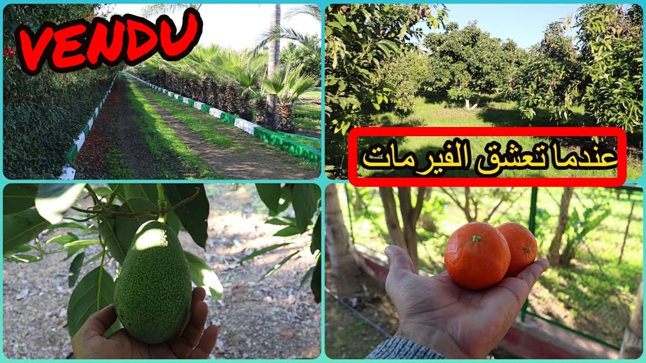✨فيرمة 1 هكتار جميلة كلها اشجار الافوكا المنتجة والعديد من اشجار الفواكه المثمرة ✨ بين تيفلت والرباط