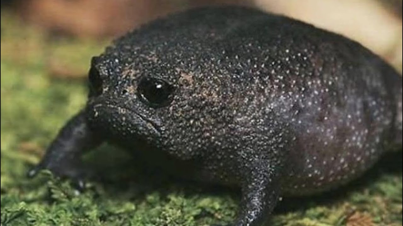 10 RANAS Mas Extrañas del Mundo
