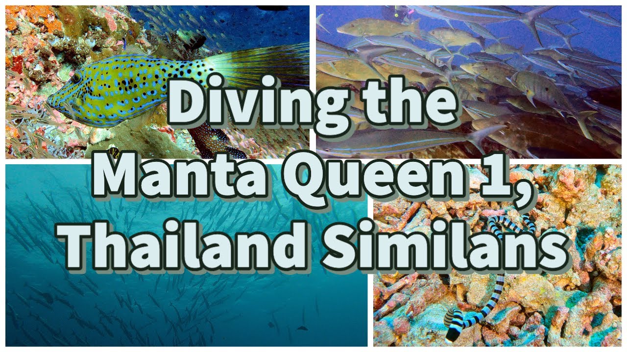 [4K] What YOU Can See Diving on the Manta Queen 1 Thailand Liveaboard - December 2021