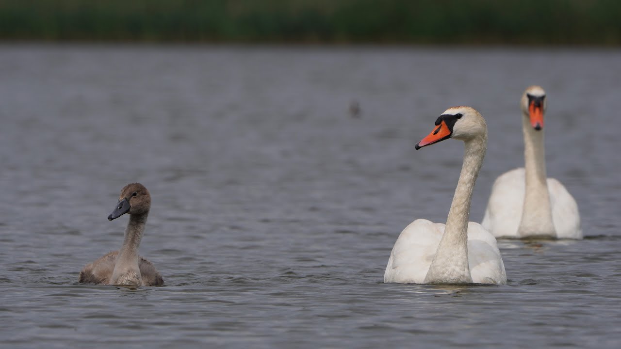 4K Łabędzia rodzina / Mute swan family / Cygnus olor