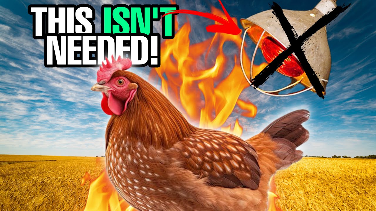 HOW And WHEN To Heat Your CHICKEN Coop!