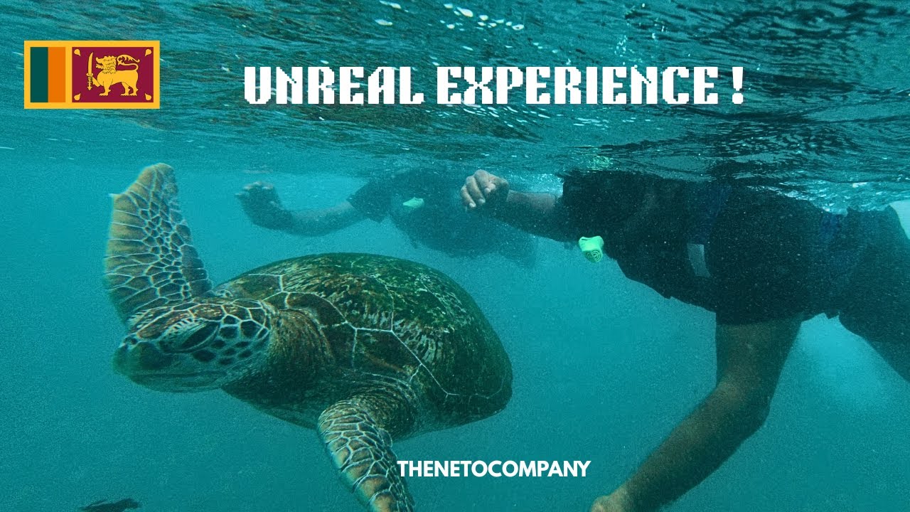 Swimming with Turtles at Mirissa, Sri Lanka
