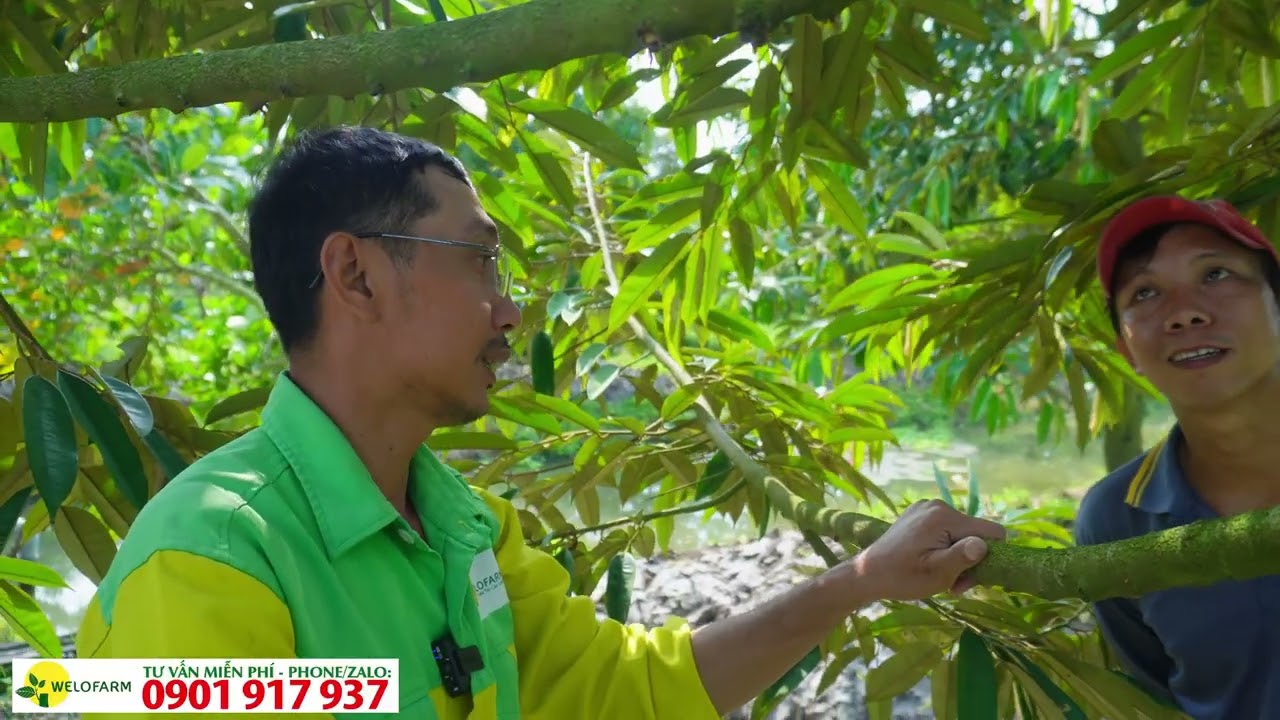 Hướng dẫn các bước làm bông sầu riêng và quy cách mô sầu riêng miền tây