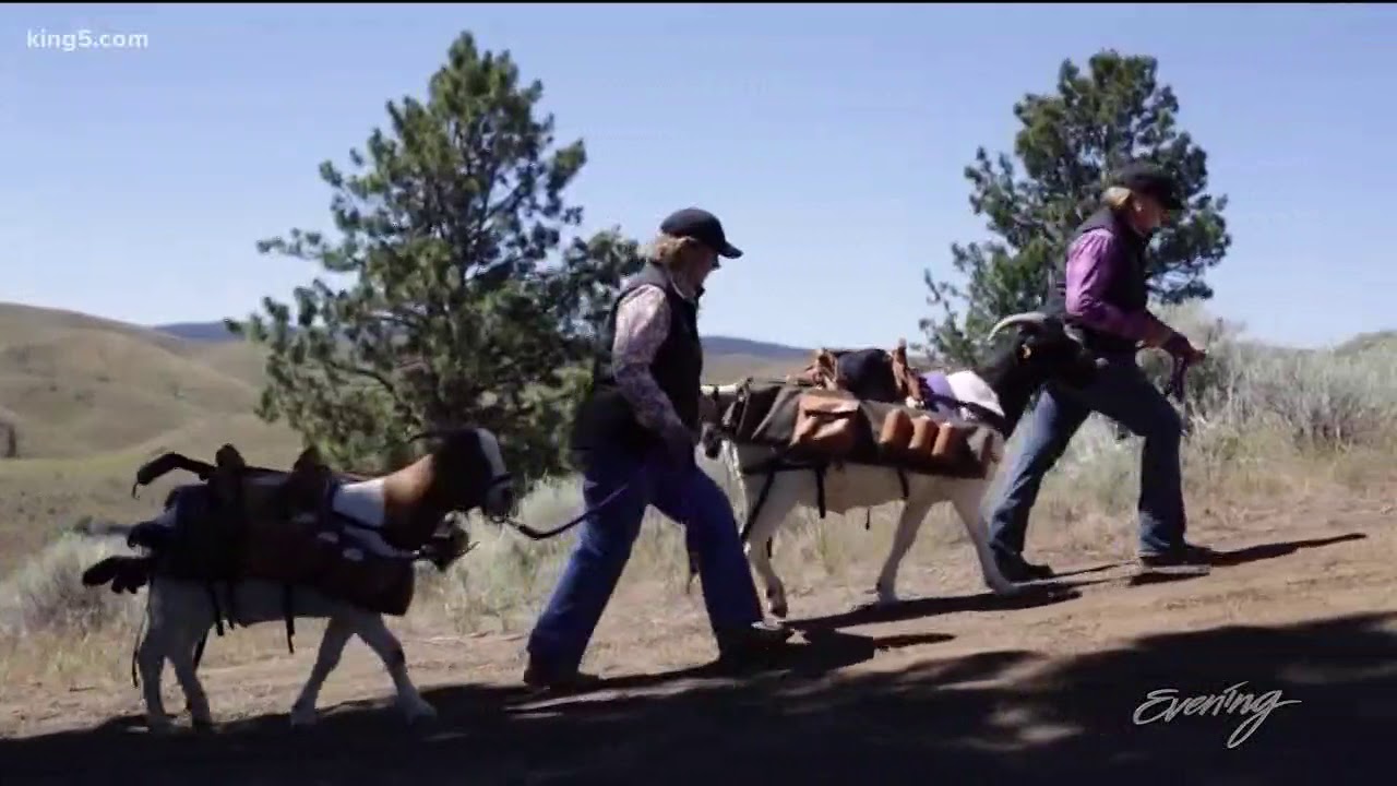 Goats as Golf Caddies - That's a Thing  - KING 5 Evening