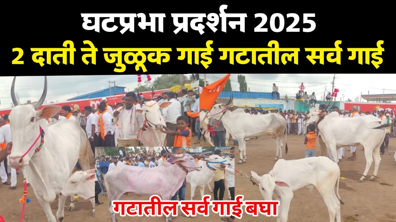 ♦️घटप्रभा 2025 | दोन दाती ते जुळूक कोसा खिल्लार गाई गटातील सर्व गाई बघा | Ghatprabha 2025