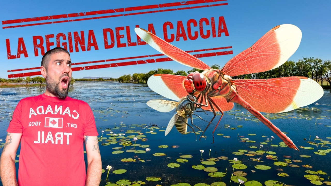 La Libellula: Il PREDATORE Più Letale Del PIANETA!
