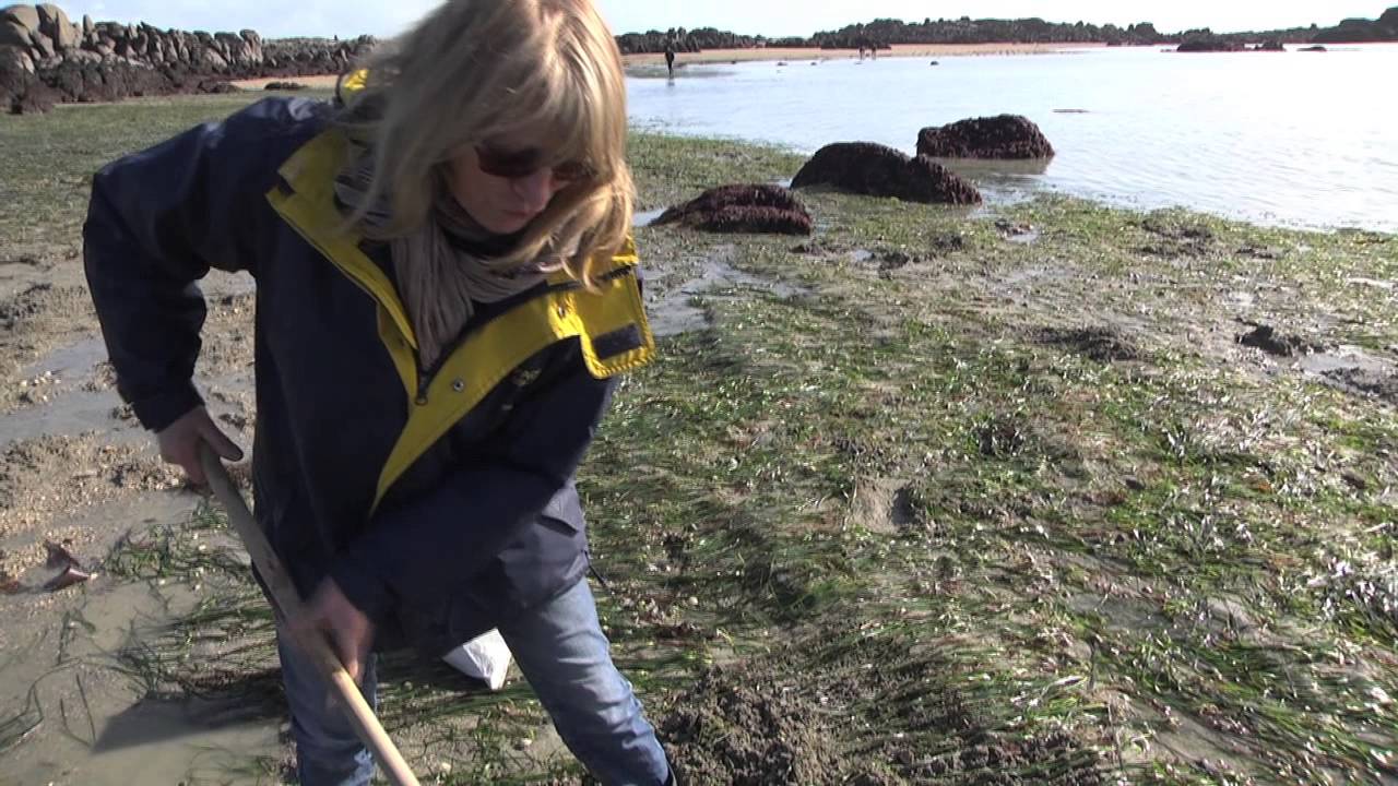 L'île de Chausey et sa pêche à pied