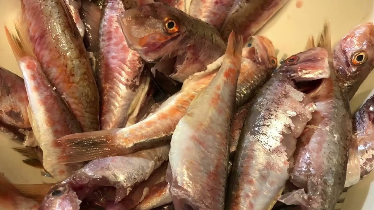 Si te gatuajme Peshk Barbun