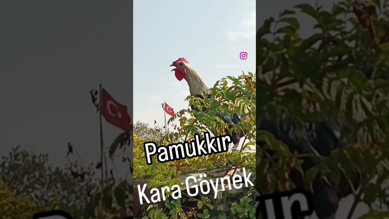 Denizli Horozu Ötüşleri 