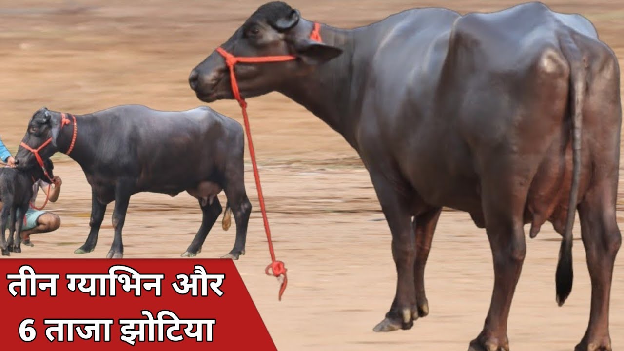 तीन ग्याभिन और 6 ताजा झोटियाँ, एक से बढ़कर एक पशुधन बिक्री के लिए || Godara Dairy Farm (8607219729)